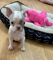 Lace, a female Boston Terrier for sale in Gladewater, TX – Photo 4 of 5