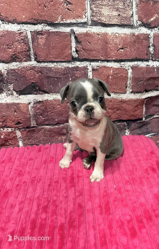 Jane – Boston Terrier puppy for sale in Gladewater, TX