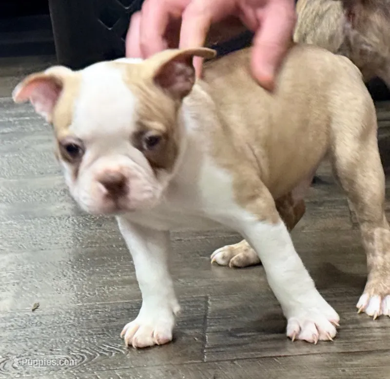Dobby – Boston Terrier puppy for sale in Gladewater, TX