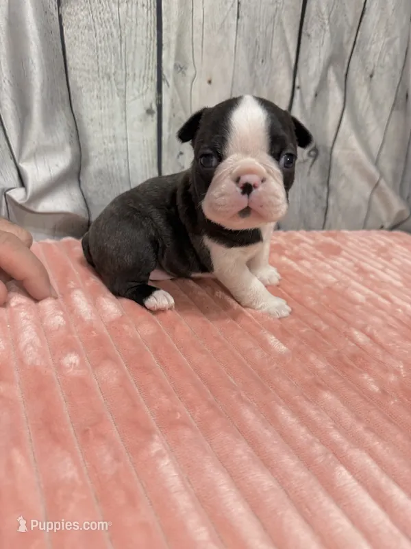 Girl2 – Boston Terrier puppy for sale in Gladewater, TX