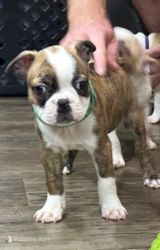 Rebel – Boston Terrier puppy for sale in Gladewater, TX