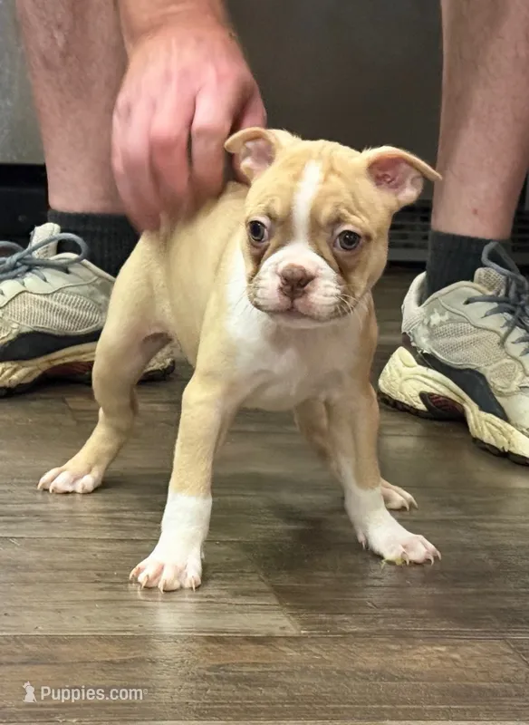 Alice  – Boston Terrier puppy for sale in Gladewater, TX