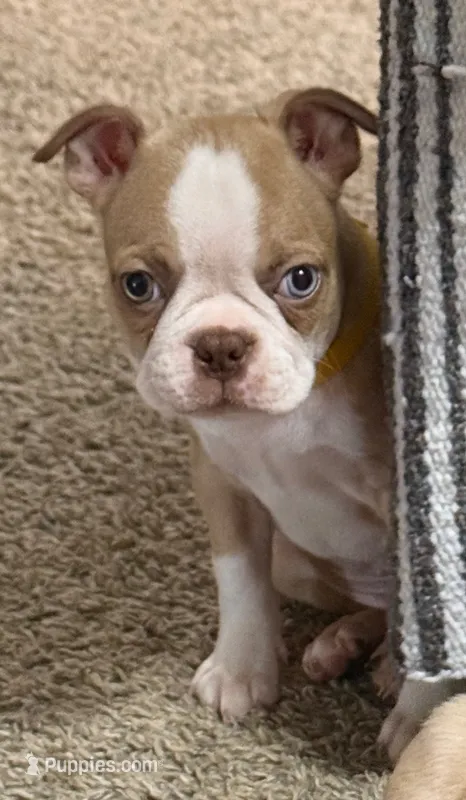 Jagger – Boston Terrier puppy for sale in Gladewater, TX