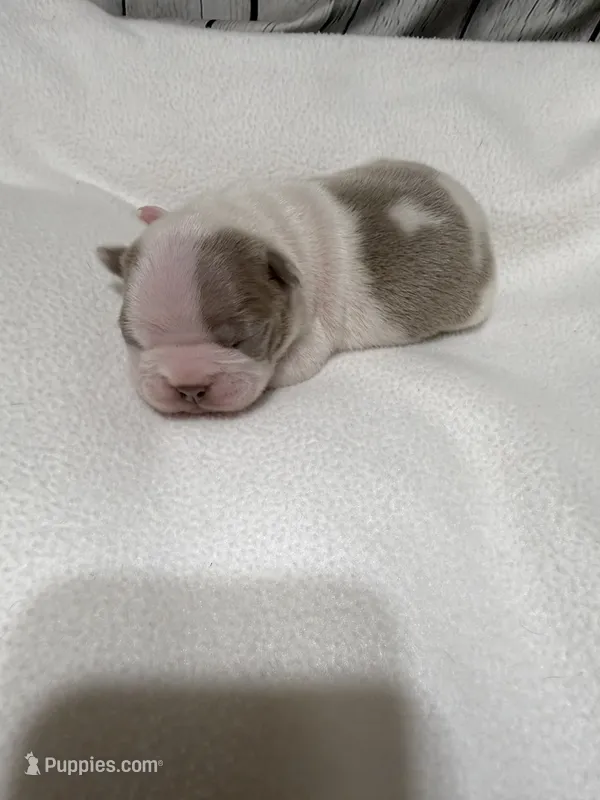 Leo – Boston Terrier puppy for sale in Gladewater, TX