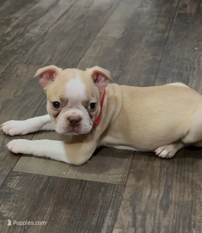 Danny – Boston Terrier puppy for sale in Gladewater, TX