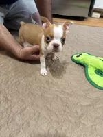 Ben, a male Boston Terrier for sale in Gladewater, TX – Photo 2 of 2