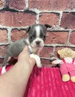Lisa, a female Boston Terrier for sale in Gladewater, TX – 1 of 3