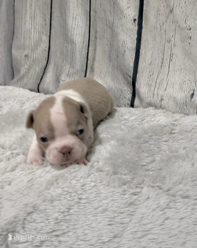 Charlie  – Boston Terrier puppy for sale in Gladewater, TX