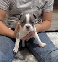 Lisa, a female Boston Terrier for sale in Gladewater, TX – 2 of 3