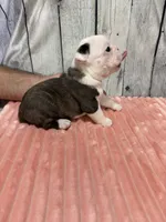 Girl 3, a female Boston Terrier for sale in Gladewater, TX – 4 of 4