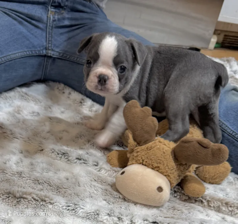 Jimmy  – Boston Terrier puppy for sale in Gladewater, TX