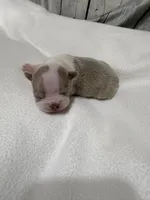 Charlie , a male Boston Terrier for sale in Gladewater, TX – 2 of 3