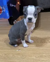 Misty, a female Boston Terrier for sale in Gladewater, TX – Photo 1 of 4