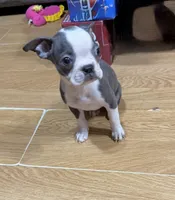 Misty, a female Boston Terrier for sale in Gladewater, TX – Photo 3 of 4