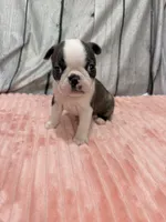 Girl1, a female Boston Terrier for sale in Gladewater, TX – 3 of 4