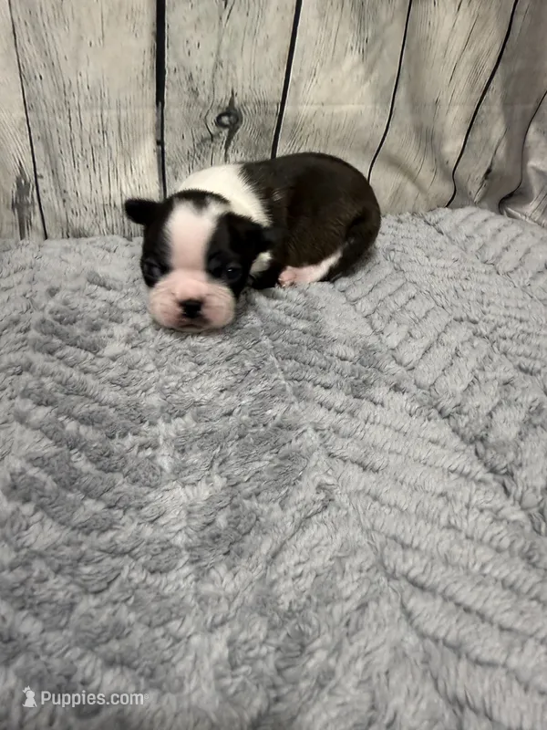 Chris – Boston Terrier puppy for sale in Gladewater, TX