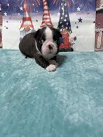 Mitch, a male Boston Terrier for sale in Gladewater, TX – 2 of 3