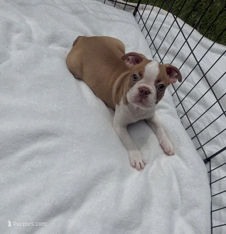 Tony – Boston Terrier puppy for sale in Gladewater, TX