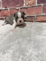 Jimmy , a male Boston Terrier for sale in Gladewater, TX – 3 of 3