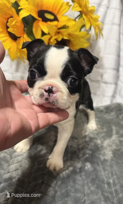 Matthew  – Boston Terrier puppy for sale in Gladewater, TX