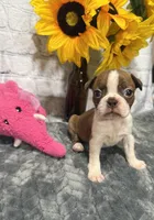 Tammy, a female Boston Terrier for sale in Gladewater, TX – Photo 2 of 2