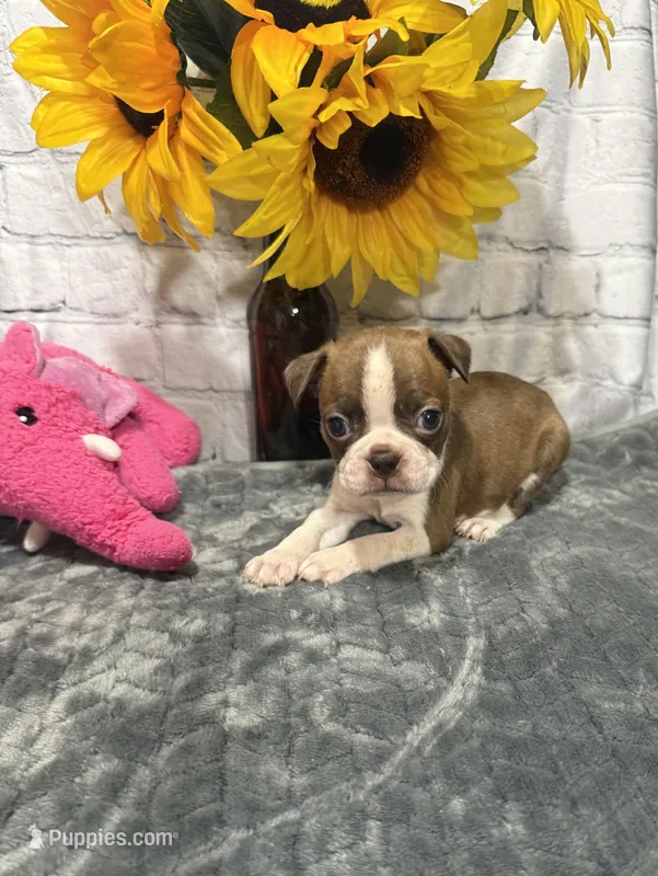 Tammy – Boston Terrier puppy for sale in Gladewater, TX