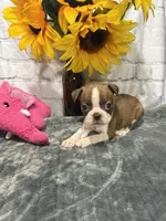 Tammy, a female Boston Terrier for sale in Gladewater, TX – Photo 1 of 2
