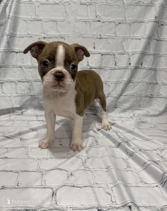 Tammy – Boston Terrier puppy for sale in Gladewater, TX
