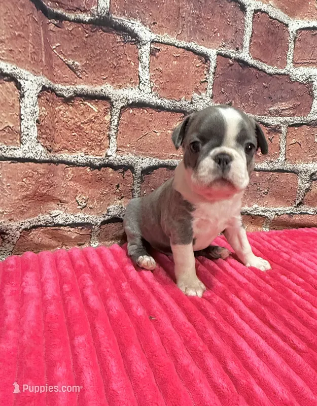 Jane – Boston Terrier puppy for sale in Gladewater, TX