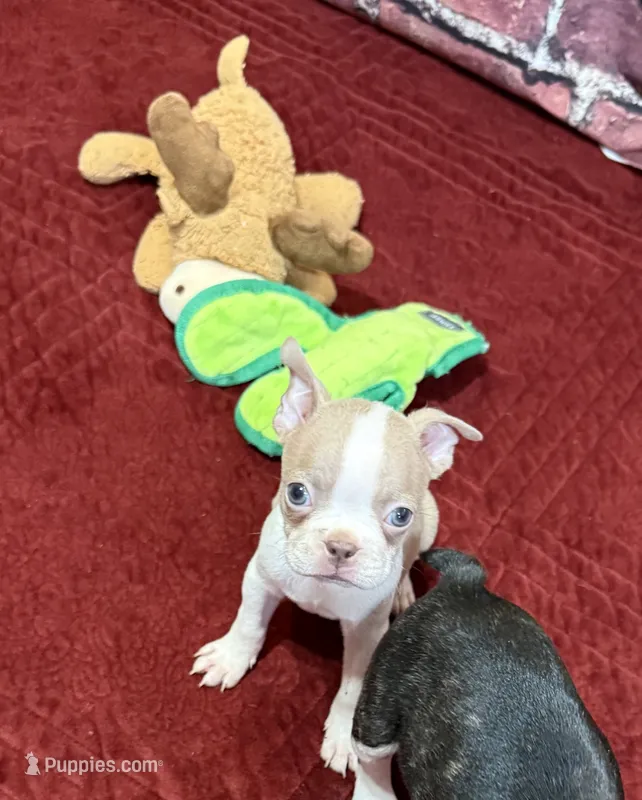 Charlie  – Boston Terrier puppy for sale in Gladewater, TX