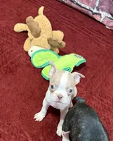 Charlie , a male Boston Terrier for sale in Gladewater, TX – 1 of 5