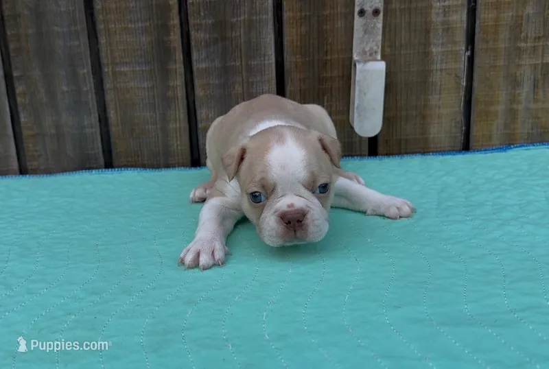 Danny – Boston Terrier puppy for sale in Gladewater, TX