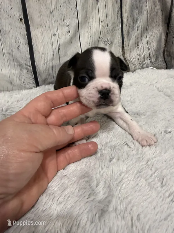 Chris – Boston Terrier puppy for sale in Gladewater, TX