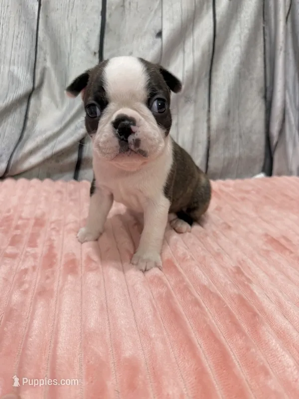 Girl1 – Boston Terrier puppy for sale in Gladewater, TX