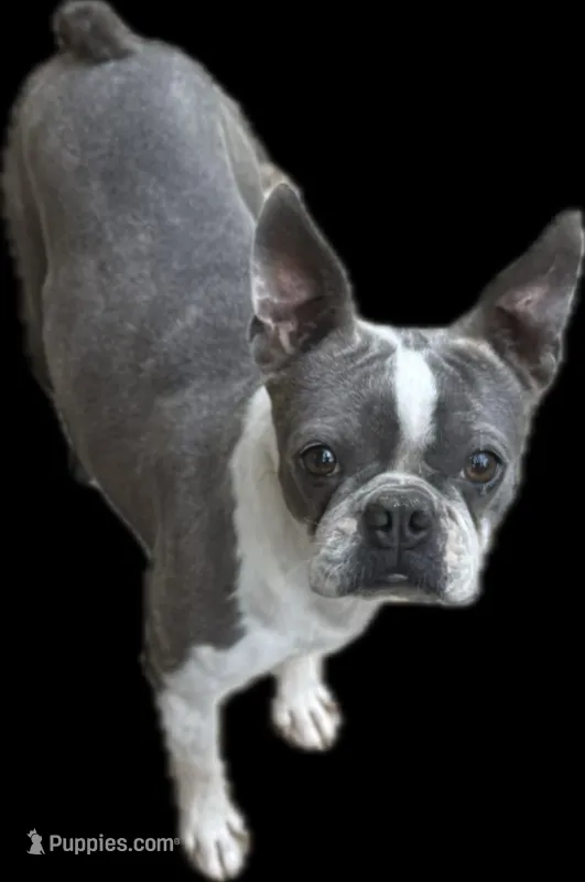 Anna – Boston Terrier puppy for sale in Gladewater, TX