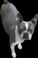 Anna, a female Boston Terrier for sale in Gladewater, TX – 1 of 2