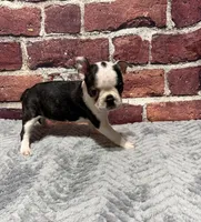 Milo, a male Boston Terrier for sale in Gladewater, TX – 3 of 7