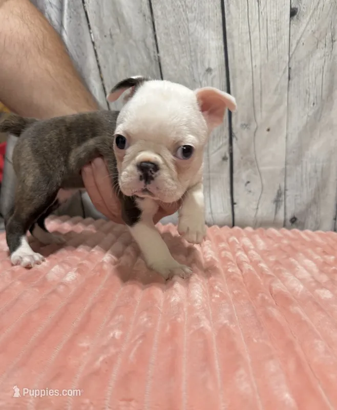 Girl 3 – Boston Terrier puppy for sale in Gladewater, TX
