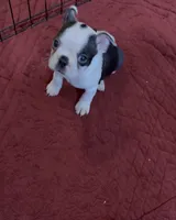 Milo, a male Boston Terrier for sale in Gladewater, TX – 6 of 7