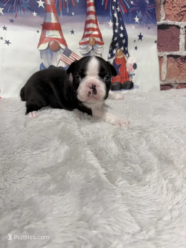 Clair – Boston Terrier puppy for sale in Gladewater, TX