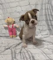 Tammy, a female Boston Terrier for sale in Gladewater, TX – 1 of 4