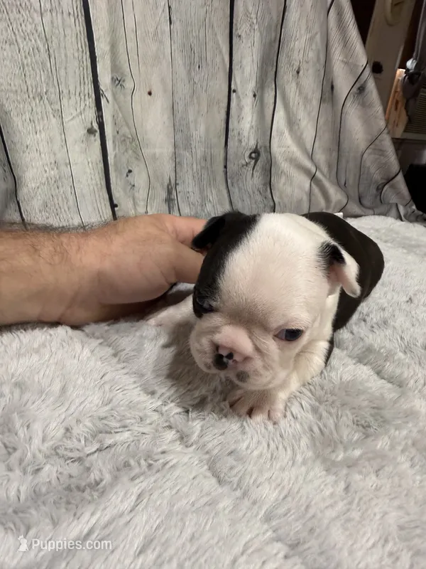 Boy 2 – Boston Terrier puppy for sale in Gladewater, TX