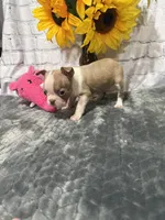 May, a female Boston Terrier for sale in Gladewater, TX – Photo 2 of 2