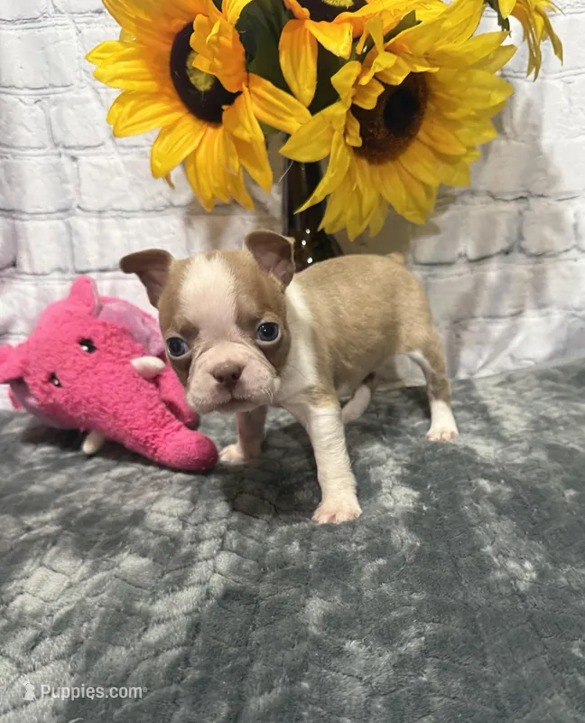 May – Boston Terrier puppy for sale in Gladewater, TX