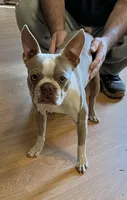 Akc tina, a female Boston Terrier for sale in Gladewater, TX – Photo 6 of 6