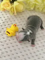 Akc tina, a female Boston Terrier for sale in Gladewater, TX – Photo 2 of 6