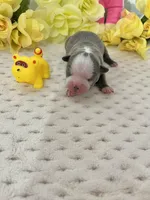 Akc tina, a female Boston Terrier for sale in Gladewater, TX – Photo 1 of 6