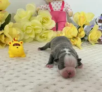 Akc tina, a female Boston Terrier for sale in Gladewater, TX – Photo 3 of 6