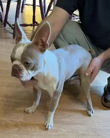 Akc tina, a female Boston Terrier for sale in Gladewater, TX – Photo 4 of 6