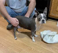 Akc tina, a female Boston Terrier for sale in Gladewater, TX – Photo 5 of 6